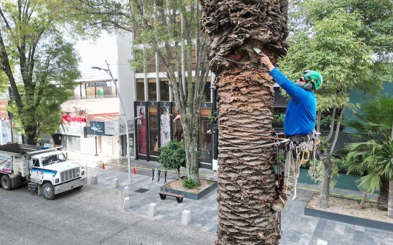 Ayuntamiento sembrará 10 mil árboles y palmeras con programa ‘Aire Joven’