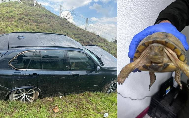 Camioneta se accidenta y descubren que transportaba tortugas valuadas en 500 mil pesos