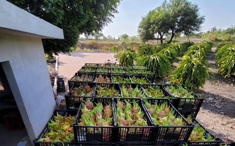 Huitziltepec exporta hasta 22 toneladas de pitahaya a Canadá cada año