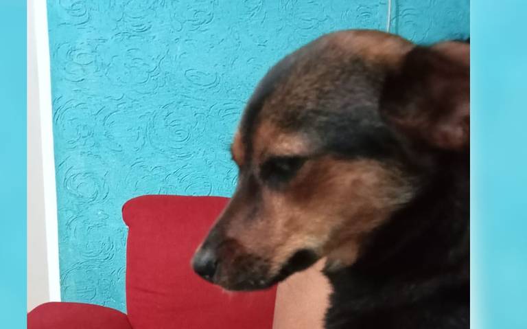 Puebla reforzará acciones para mitigar ola de maltrato animal