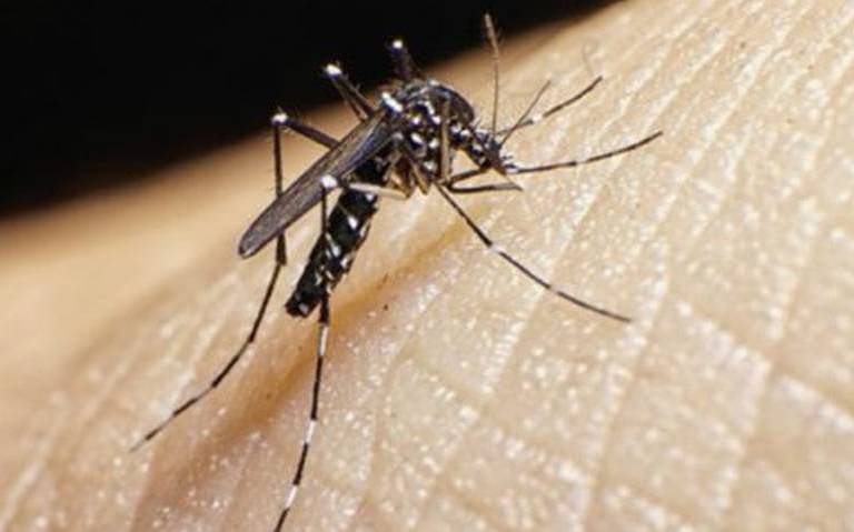 Secretaría de Salud reporta 70 nuevos contagios de dengue y nueve hospitalizados