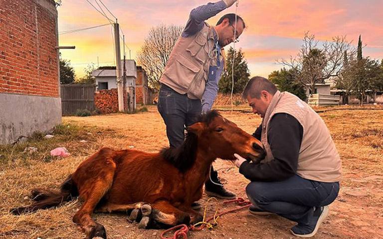 Interpone Instituto de Bienestar Animal 47 denuncias por maltrato animal en 2023