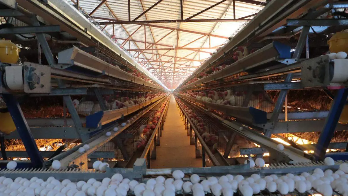 Sector avícola, en alerta pero sin casos de gripe aviar H5N1