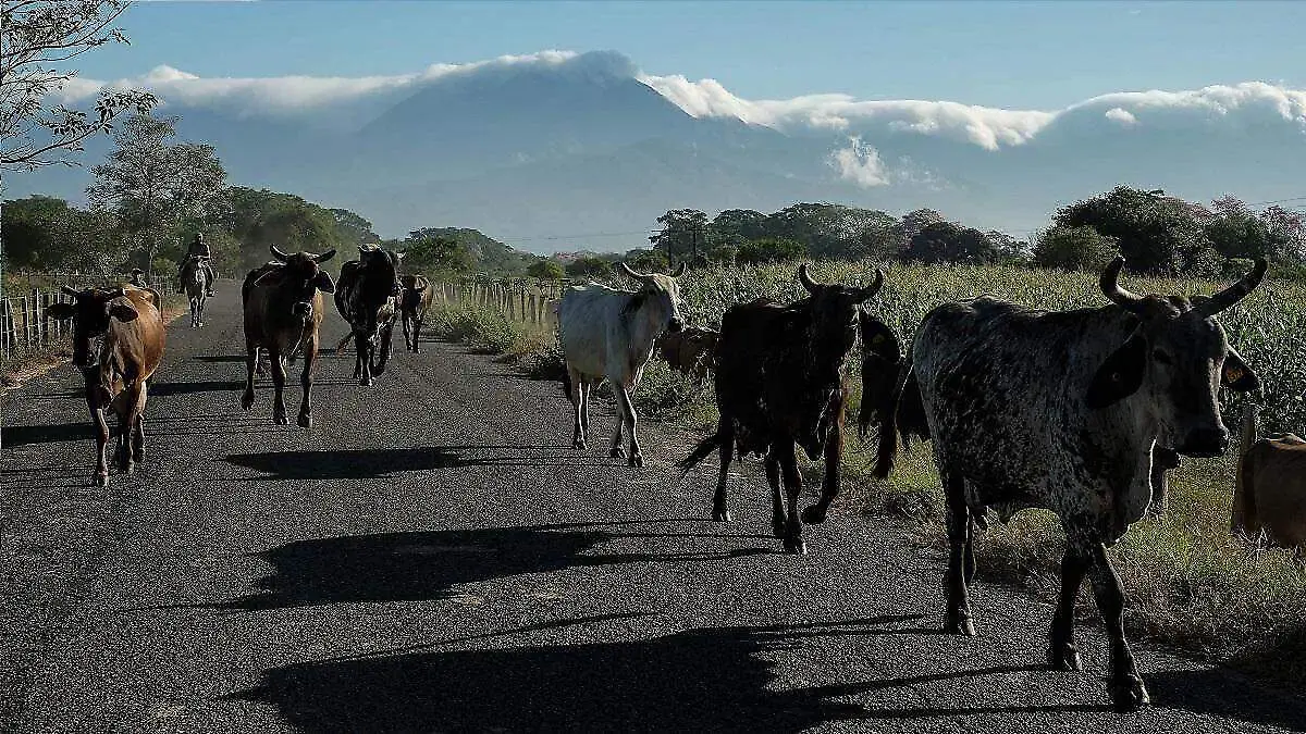 Puebla activa cerco zoosanitario ante posible brote de gusano barrenador del ganado en la Sierra Negra