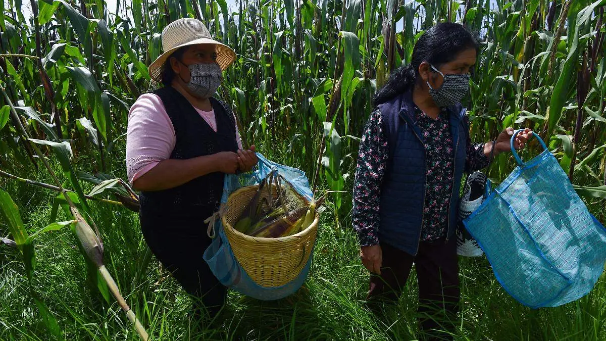 Productores recibirán biofertilizantes para evitar daño al medio ambiente en San Pedro Cholula