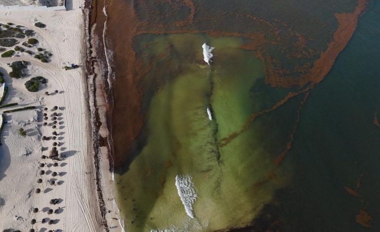 Anuncian segundo buque para recolectar sargazo en costas de Quintana Roo
