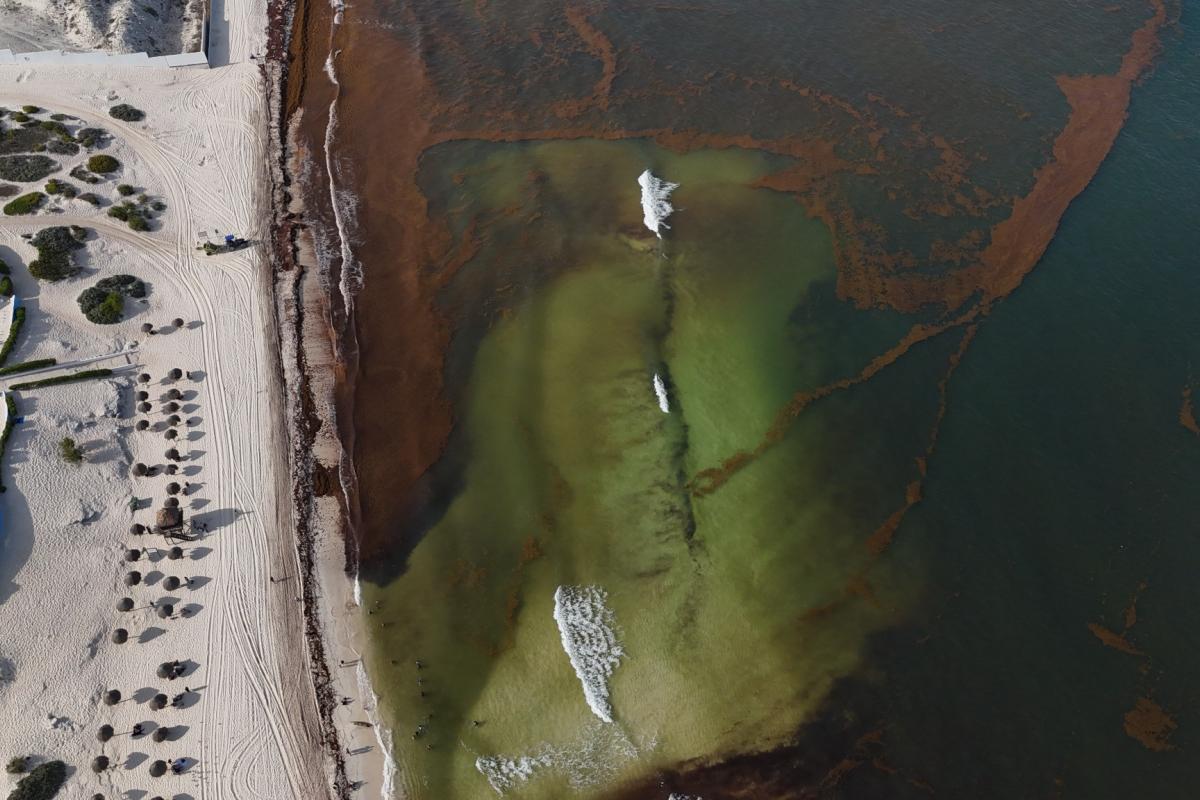 Anuncian segundo buque para recolectar sargazo en costas de Quintana Roo